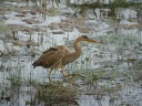 HERON POURPRE09600