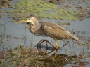 HERON POURPRE09612