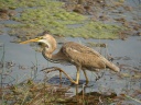 HERON POURPRE09613
