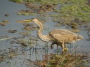 HERON POURPRE09616