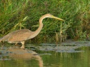 HERON POURPRE1180248