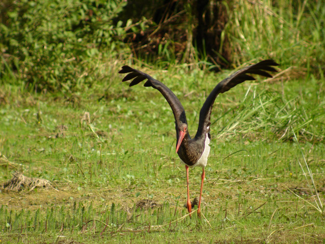 CIGOGNE NOIRE2740 - CIGOGNE_NOIRE2740.jpg CIGOGNE_NOIRE2740.jpg