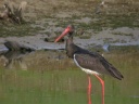 CIGOGNE-NOIRE8716