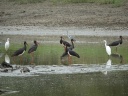 CIGOGNE NOIRE00624