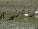 CIGOGNE NOIRE00752