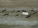 CIGOGNE NOIRE00772