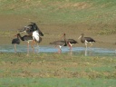 CIGOGNE NOIRE1270883
