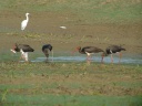 CIGOGNE NOIRE1270886