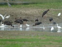 CIGOGNE NOIRE1280234