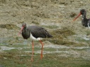 CIGOGNE NOIRE1280293