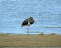 CIGOGNE NOIRE1280466