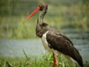 CIGOGNE NOIRE2775