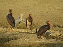 CIGOGNE NOIRE3139 60M4