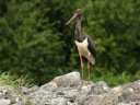 CIGOGNE NOIRE3442