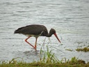 CIGOGNE NOIRE3656 619P