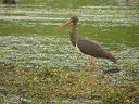 CIGOGNE NOIRE3802