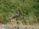 CIGOGNE NOIRE7483
