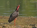 CIGOGNE NOIRE7821 CC00