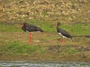 CIGOGNE NOIRE7956 609J