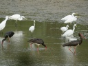 CIGOGNE NOIRE AIGRETTE00702