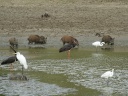 CIGOGNE NOIRE SANGLIER00714