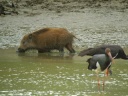 CIGOGNE NOIRE SANGLIER1190417