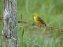BRUANT JAUNE07769