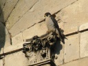 FAUCON PELERIN.MALE1150336