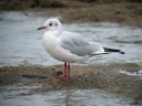 MOUETTE RIEUSE4804