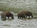 SANGLIER00825
