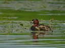 GREBE CASTAGNEUX3143