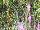 MAROUETTE PONCTUEE09551