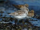 BECASSEAU SANDERLING1120618