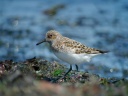 BECASSEAU SANDERLING1120898