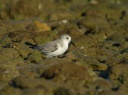 BECASSEAU SANDERLING1220833