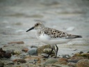 BECASSEAU SANDERLING3698