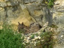 GRAND DUC.EUROPE1170327
