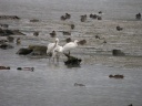 Threskiornithides