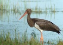 CIGOGNE NOIRE1430046
