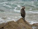 Phalacrocoracides
