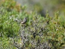 FAUVETTE SARDE08444