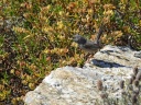 FAUVETTE SARDE08412