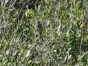 FAUVETTE SARDE08422