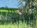 HERON POURPRE1180357