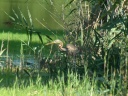 HERON POURPRE1180352