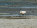 CYGNE BEWICK1200367 XVH
