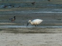 CYGNE BEWICK1200374 XVH