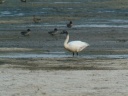 CYGNE BEWICK1200377 XVH