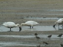 CYGNE BEWICK1200307