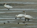 CYGNE BEWICK1200299